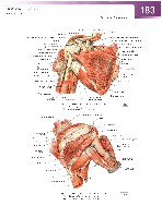 Sobotta Atlas of Human Anatomy  Head,Neck,Upper Limb Volume1 2006, page 190